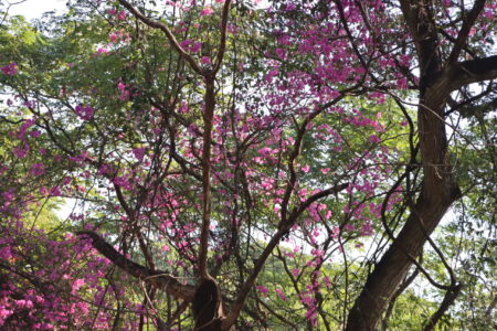 flowers blooming among the branches of a tree, with sunlight filtering through the green foliage at Ang Kaew Reservoir.