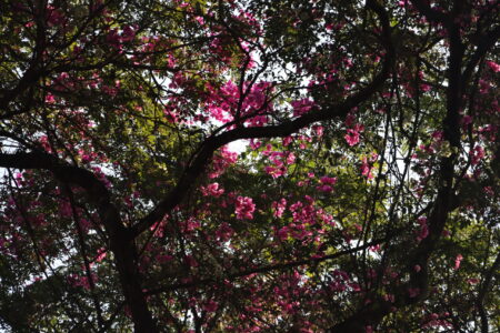 flowers blooming among the branches of a tree, with sunlight filtering through the green foliage at Ang Kaew Reservoir 2.