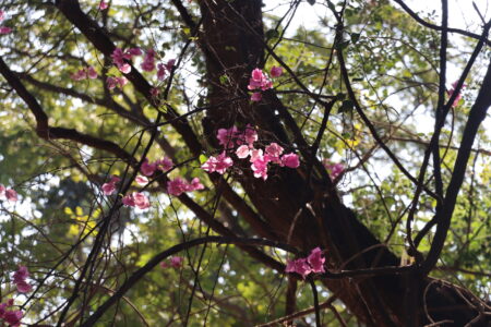 flowers blooming among the branches of a tree, with sunlight filtering through the green foliage at Ang Kaew Reservoir3.