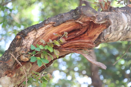 Close-up of a tree branch with exposed wood and small green leaves sprouting, set against a blurred natural background.