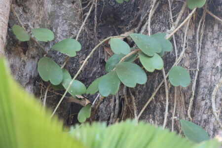 "Close-up of heart-shaped green leaves of a climber plant growing on the rough bark of a tree at Ang Kaew Reservoir.