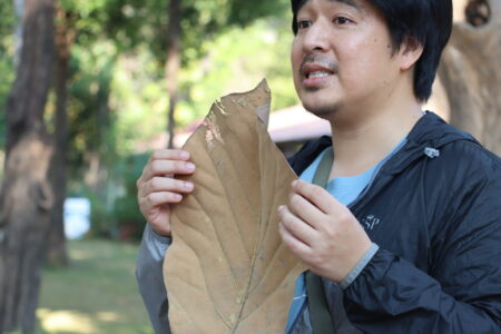 Dr. Pongsakorn holding a large dried leaf while explaining its characteristics during a guided walk at Ang Kaew Reservoir.