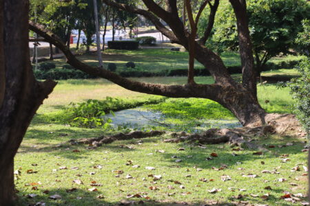A scenic view of a tree with sprawling branches leaning over a small pond surrounded by lush greenery and grass at Ang Kaew Reservoir