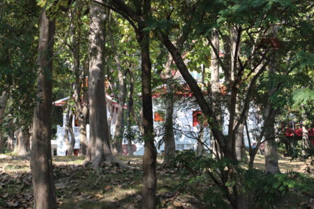 A serene view of a white building with red accents partially hidden behind a cluster of tall trees, surrounded by greenery and fallen leaves, located at Ang Kaew Reservoir.