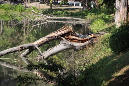 A broken tree trunk leaning over a calm pond, reflecting in the water, surrounded by greenery at Ang Kaew Reservoir.
