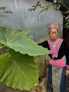 Exploring the traditions of the White Hmong community at Khun Chang Khian, guided by a local elder showcasing their vibrant culture and connection to nature.