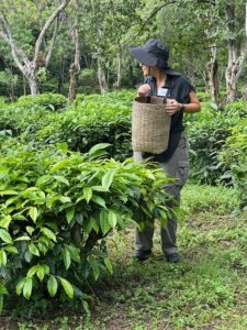 A smiling woman in a denim shirt and sun hat holds up a traditional woven basket filled with freshly plucked tea leaves. The image captures a participant proudly displaying her tea harvest at the Araksa Tea Garden.