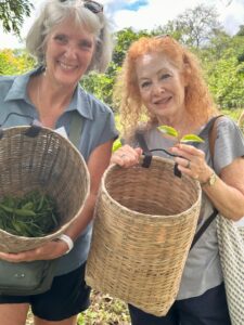 Two women smiling, holding small baskets and freshly plucked tea leaves against a lush outdoor background. This image captures the joy of harvesting tea leaves at Araksa Tea Garden.