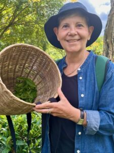 A woman in a sun hat and utility clothing stands among rows of vibrant green tea bushes, holding a large woven basket. She is participating in the tea plucking activity in the lush Araksa Tea Garden.