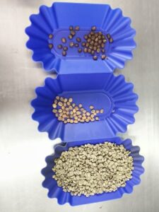 Three blue trays display coffee beans at different stages of processing, from roasted brown beans to pale green unroasted beans.