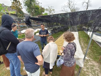 A Lanna Foundation guide explains the sun-drying process of coffee beans on outdoor raised beds to a group of visitors.